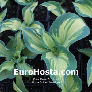 Hosta Golden Meadows - Eurohosta