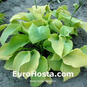 Hosta Golden Medallion - Eurohosta