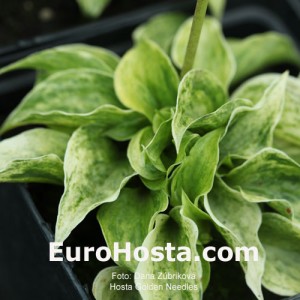 Hosta Golden Needles - Eurohosta