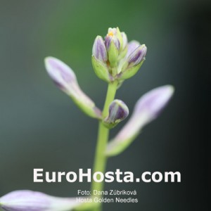 Hosta Golden Needles - Eurohosta