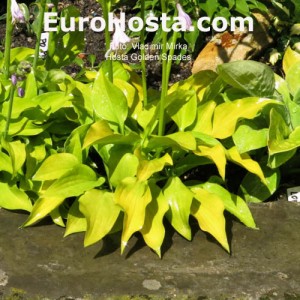 Hosta Golden Spades 