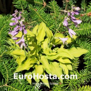 Hosta Golden Spades 