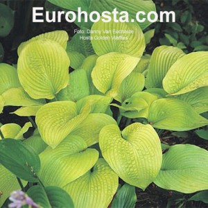 Hosta Golden Waffles