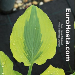 Hosta Goodness Gracious - Eurohosta