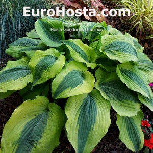 Hosta Goodness Gracious - Eurohosta