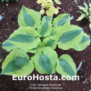 Hosta Goodness Gracious - Eurohosta