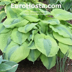 Hosta Goodness Gracious - Eurohosta