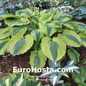 Hosta Goodness Gracious - Eurohosta