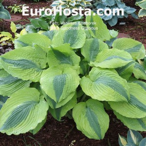 Hosta Goodness Gracious - Eurohosta