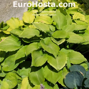 Hosta Grand Canyon