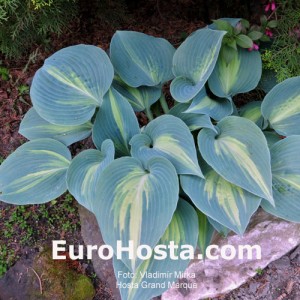 Hosta Grand Marquee - Eurohosta