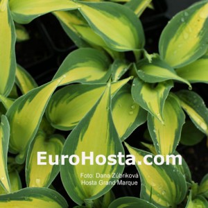 Hosta Grand Marquee - Eurohosta