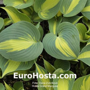 Hosta Grand Marquee - Eurohosta