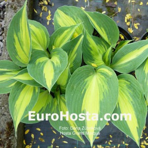 Hosta Grand Marquee - Eurohosta