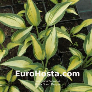 Hosta Grand Marquee - Eurohosta