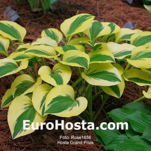 Hosta Grand Prize - Eurohosta