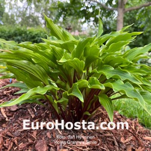 Hosta Granny’s Smile