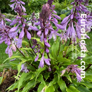 Hosta Granny’s Smile