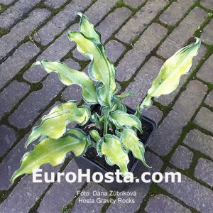 Hosta Gravity Rocks 