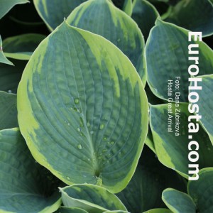 Hosta Great Arrival - Eurohosta