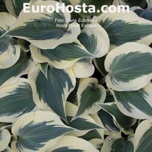 Hosta Great Escape - Eurohosta