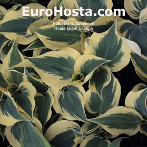 Hosta Great Escape - Eurohosta