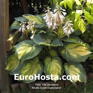 Hosta Great Expectations - Eurohosta