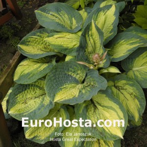 Hosta Great Expectations - Eurohosta