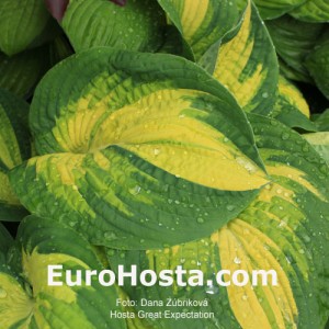 Hosta Great Expectations - Eurohosta