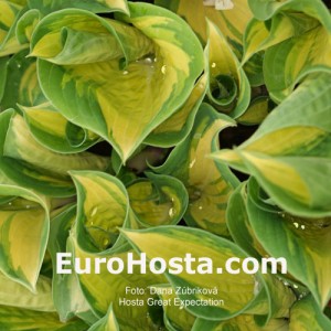 Hosta Great Expectations - Eurohosta