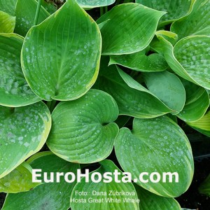 Hosta Great White Whale