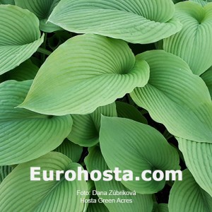 Hosta Green Acres