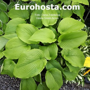 Hosta Green Acres