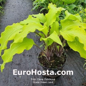 Hosta Green Lava