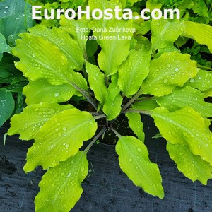 Hosta Green Lava