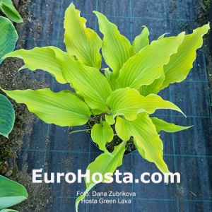 Hosta Green Lava