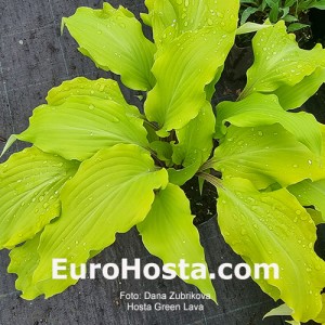 Hosta Green Lava