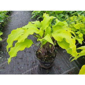 Hosta Green Lava