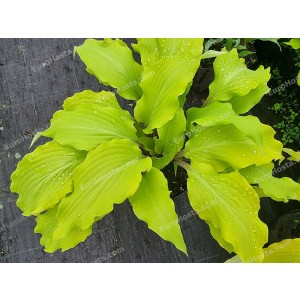 Hosta Green Lava