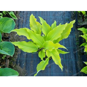 Hosta Green Lava