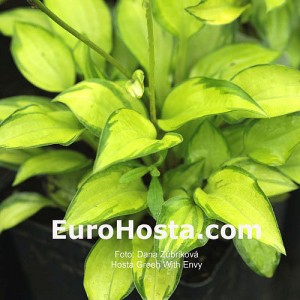 Hosta Green With Envy - Eurohosta
