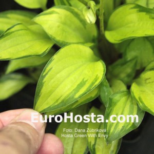 Hosta Green With Envy - Eurohosta