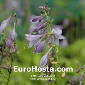 Hosta Green With Envy - Eurohosta