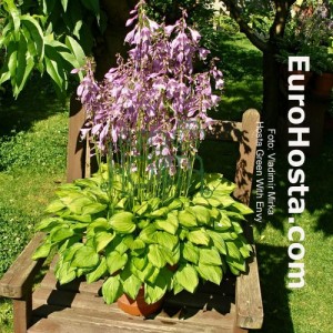 Hosta Green With Envy - Eurohosta