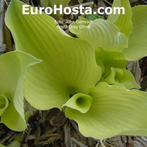 Hosta Grey Ghost