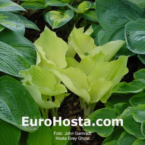 Hosta Grey Ghost