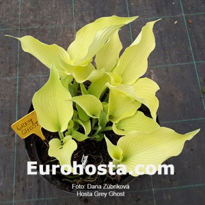 Hosta Grey Ghost