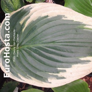 Hosta Grey Glacier