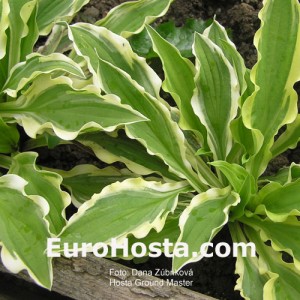 Hosta Ground Master - Eurohosta