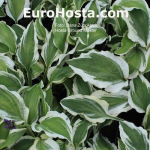 Hosta Ground Master - Eurohosta